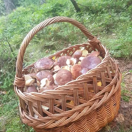 Gościnne Art- Dworek *
