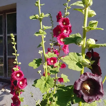 Bed and breakfast Goscinne Art- Dworek