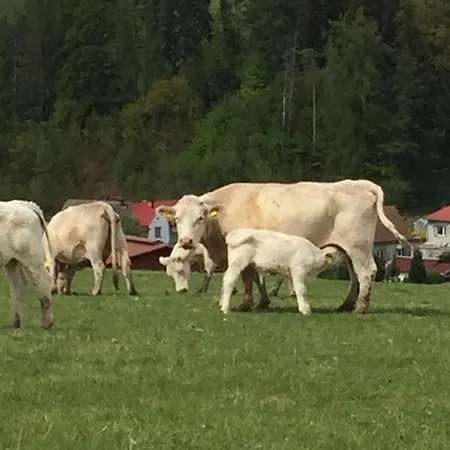 Bed & Breakfast Goscinne Art- Dworek