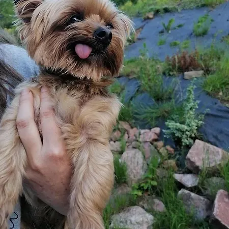 Goscinne Art- Dworek 3*