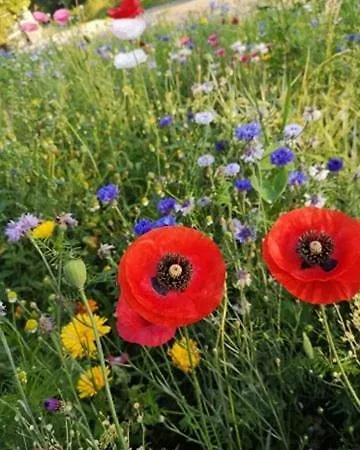 Goscinne Art- Dworek Alojamento de Acomodação e Pequeno-almoço 3*