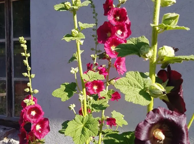 Bed & Breakfast Goscinne Art- Dworek