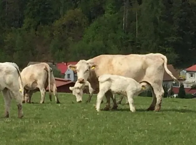 Bed & Breakfast Goscinne Art- Dworek