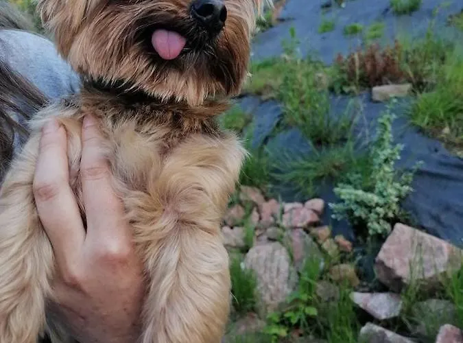 Goscinne Art- Dworek 3*