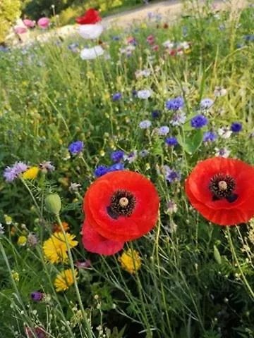 Goscinne Art- Dworek Bed & Breakfast 3*