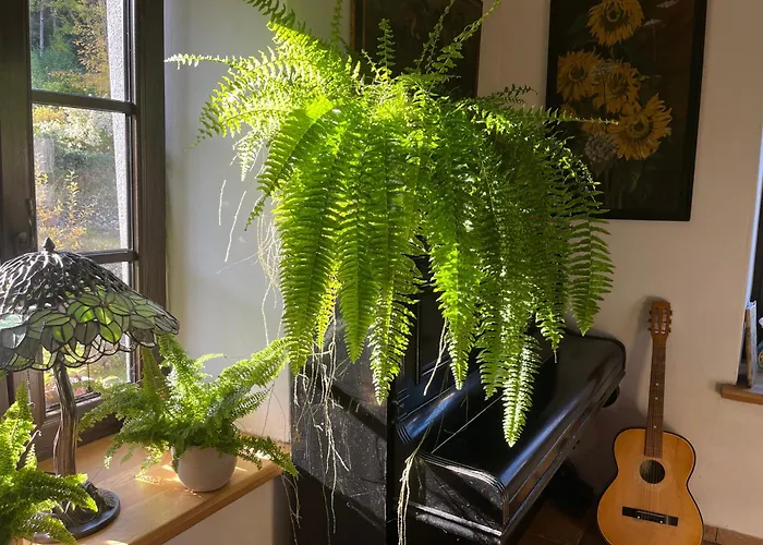 Goscinne Art- Dworek 3*